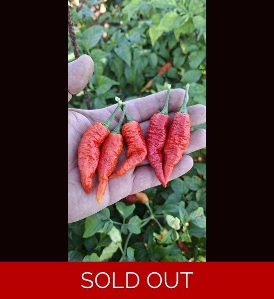 BBM X FADDAS W. Red (f5) -> (f6)   (10+seeds)